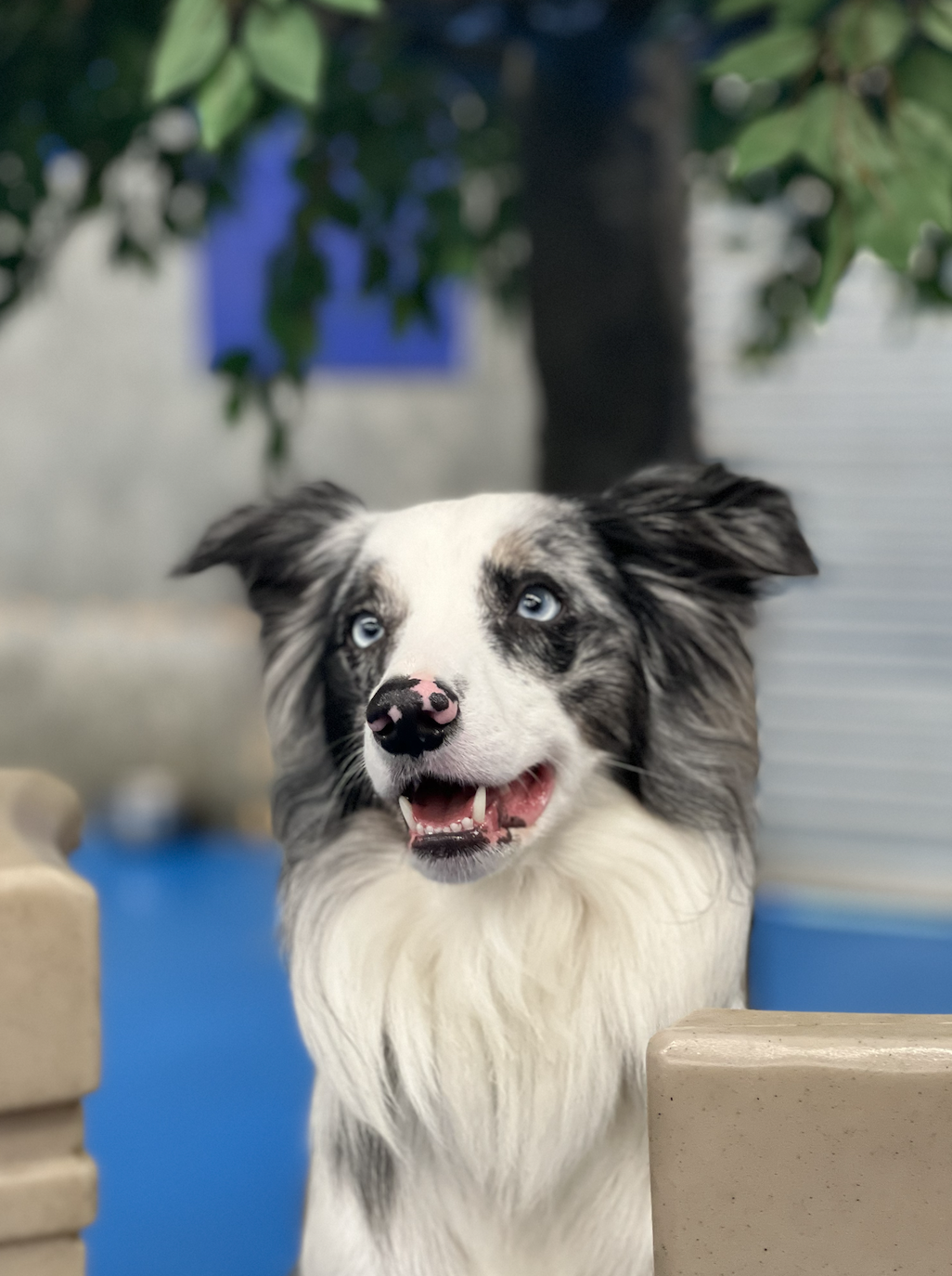 Has your dog been itching to try daycare?