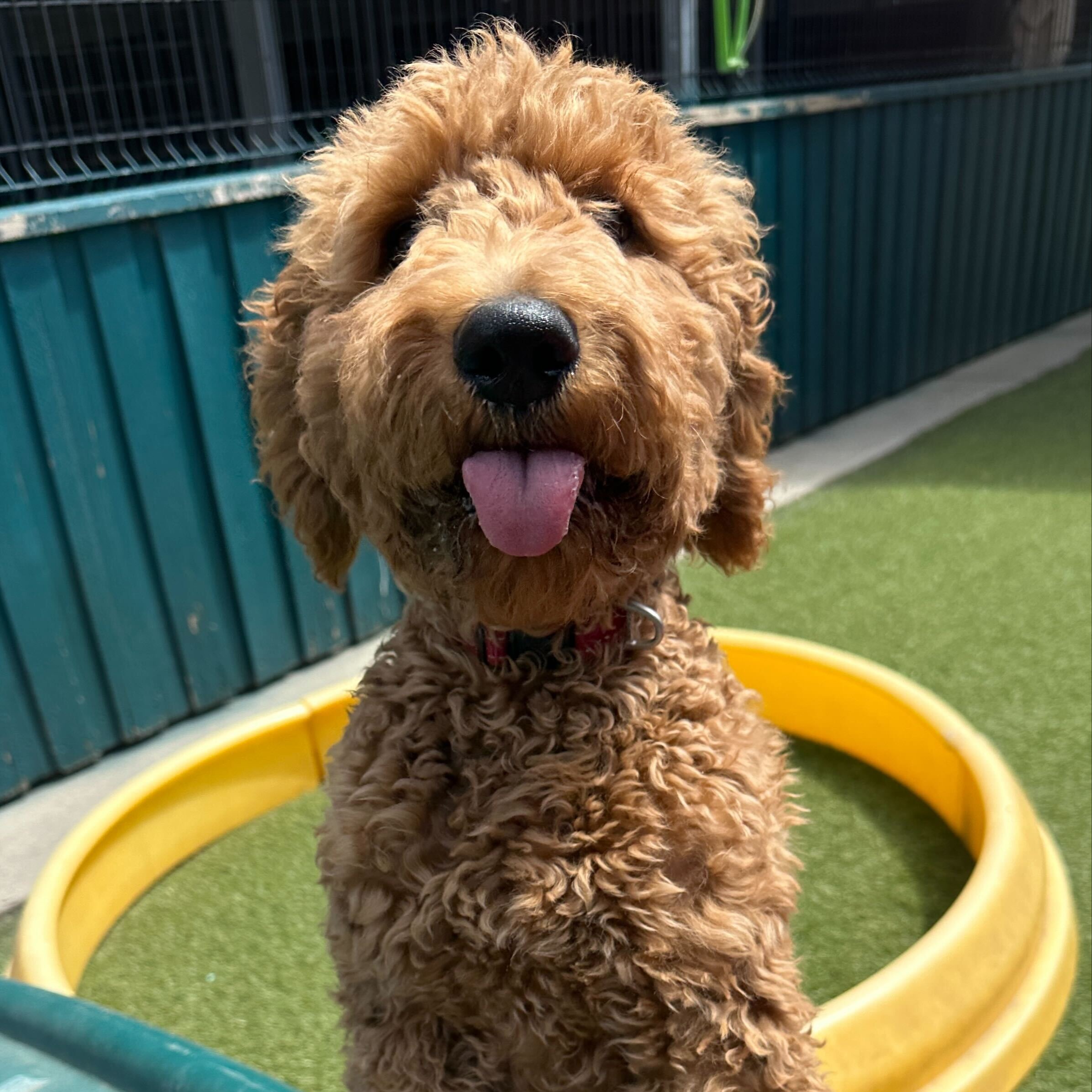 Experienced Team, Safe Space, Regular Pupdates, Tailored Care