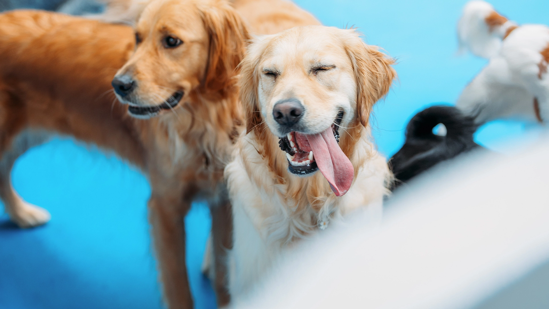 Doggy Daycare Brisbane