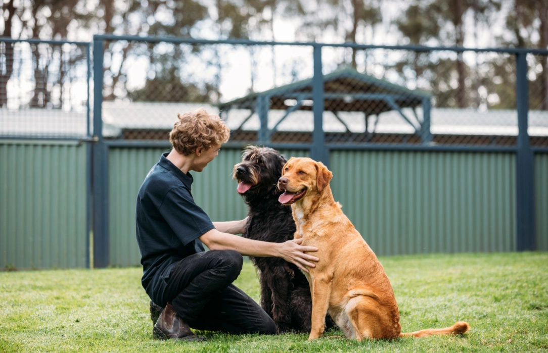 Dog Boarding Central Coast