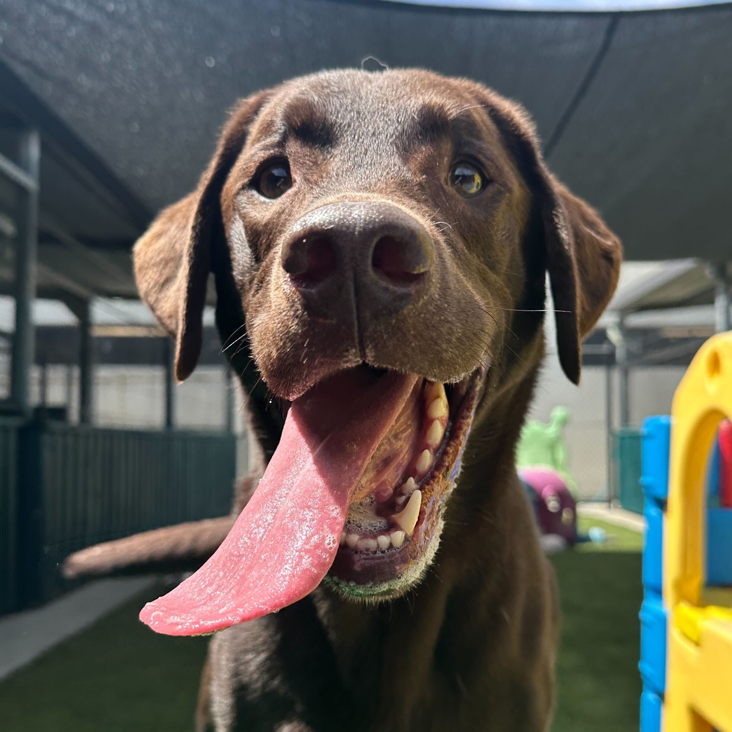 Has your pet been pawing to stay at a pet retreat?