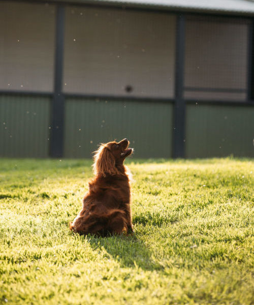 Book Your Pooch's Staycation