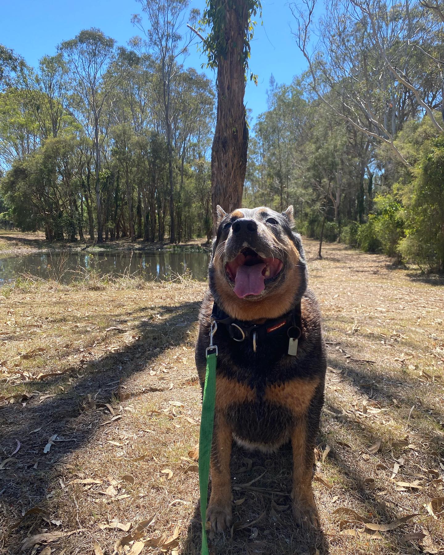 Has your pet been pawing to stay at a pet retreat?