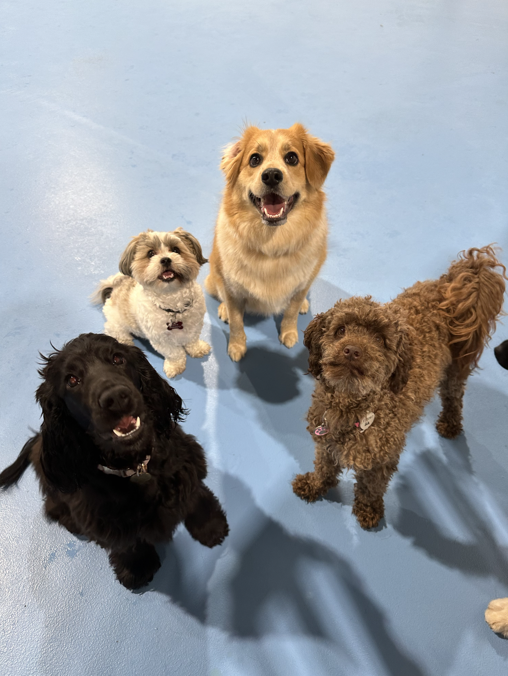 Experienced Staff, Safe Space, Structured Routine, and Fun Activities