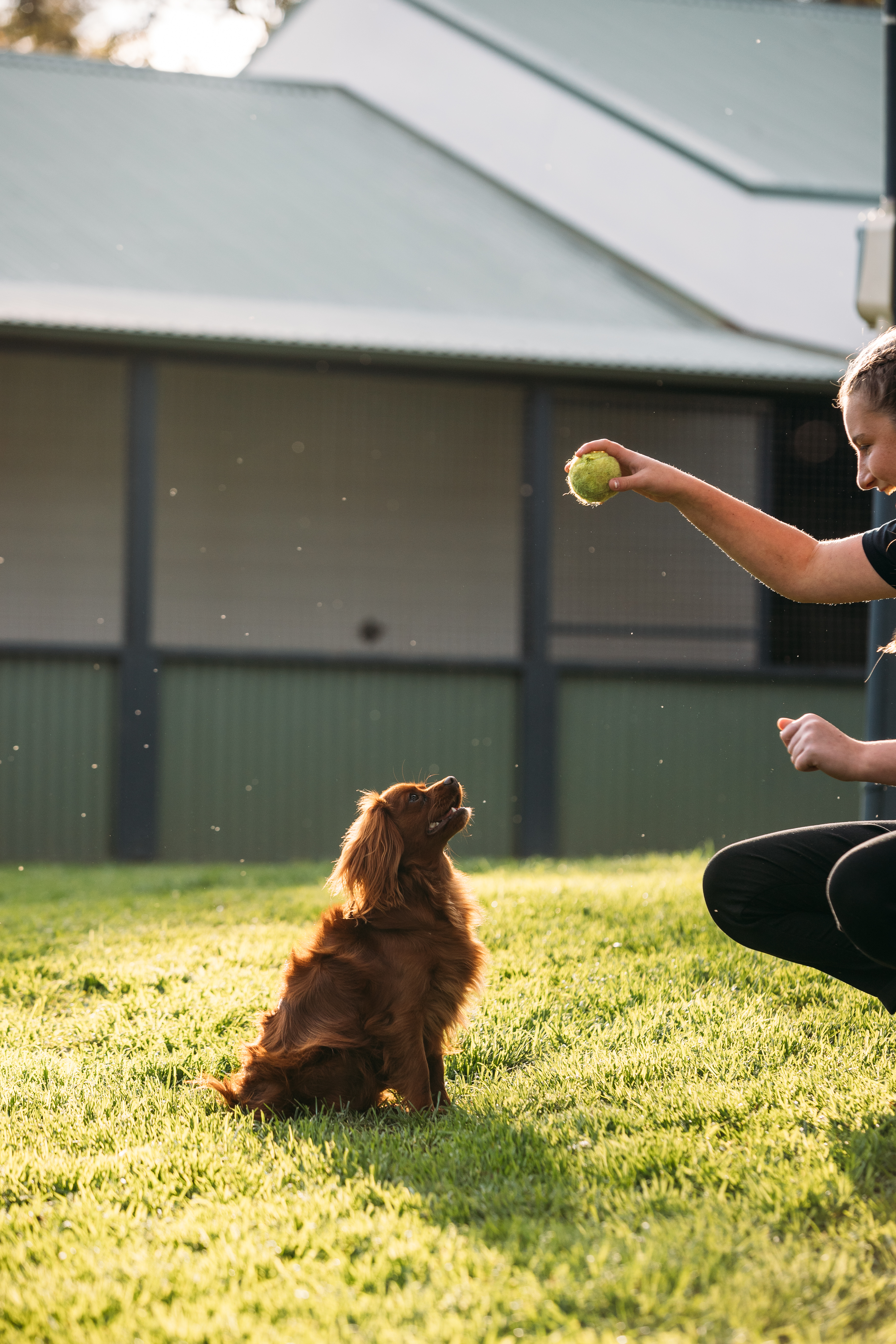 The Pet Boarding Sydney Trusts