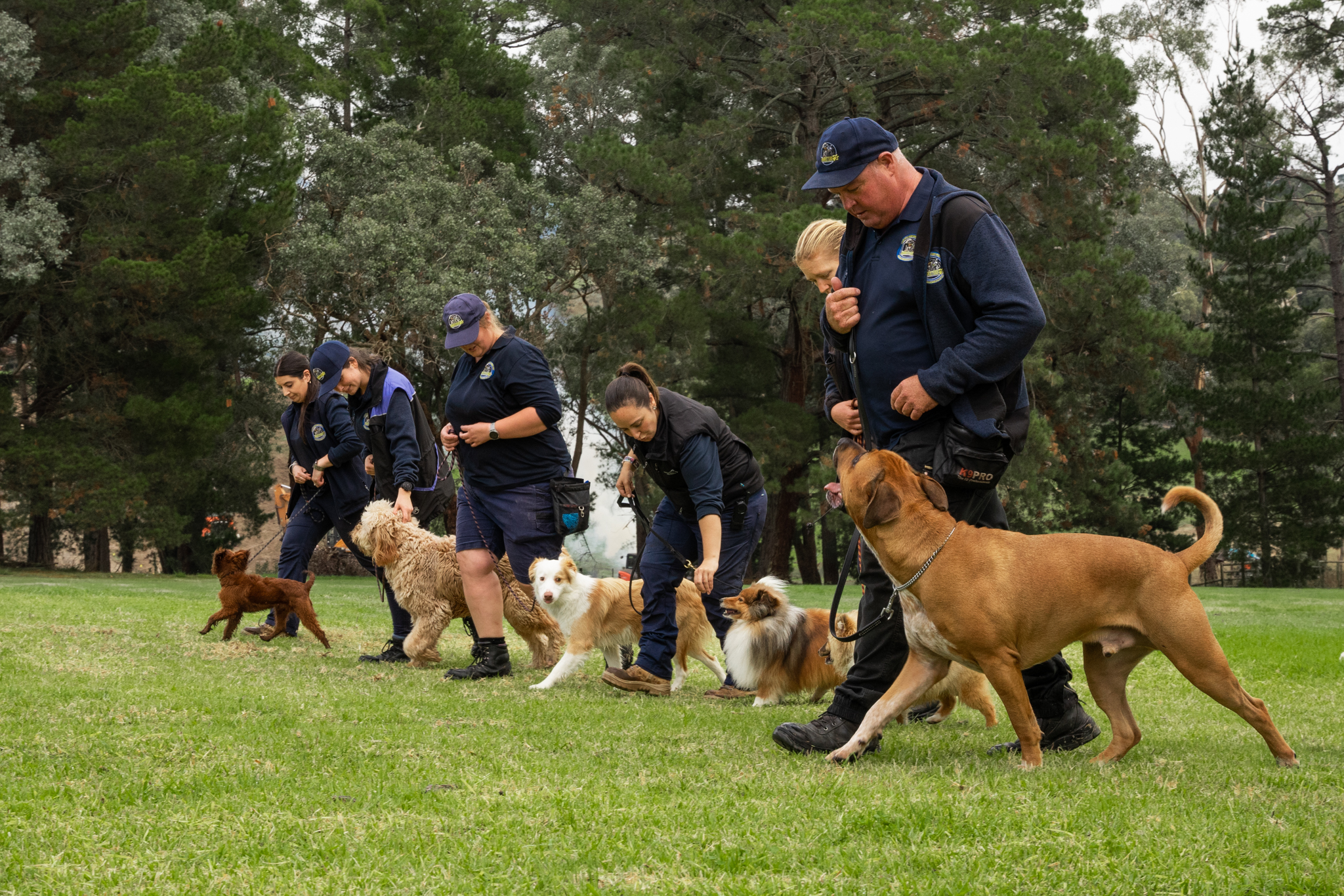 Industry-Recognised Board & Train Dog Training Program