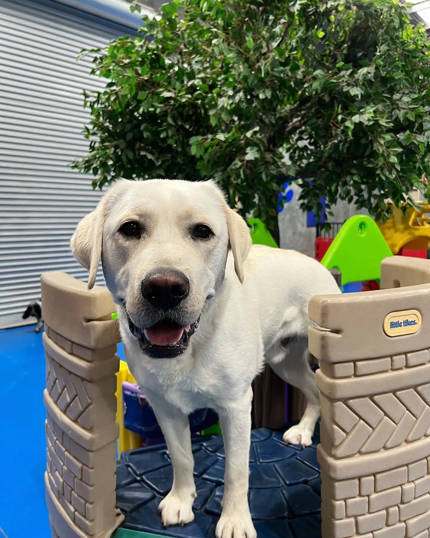 Experienced Staff, Safe Space, Structured Routine, and Fun Activities