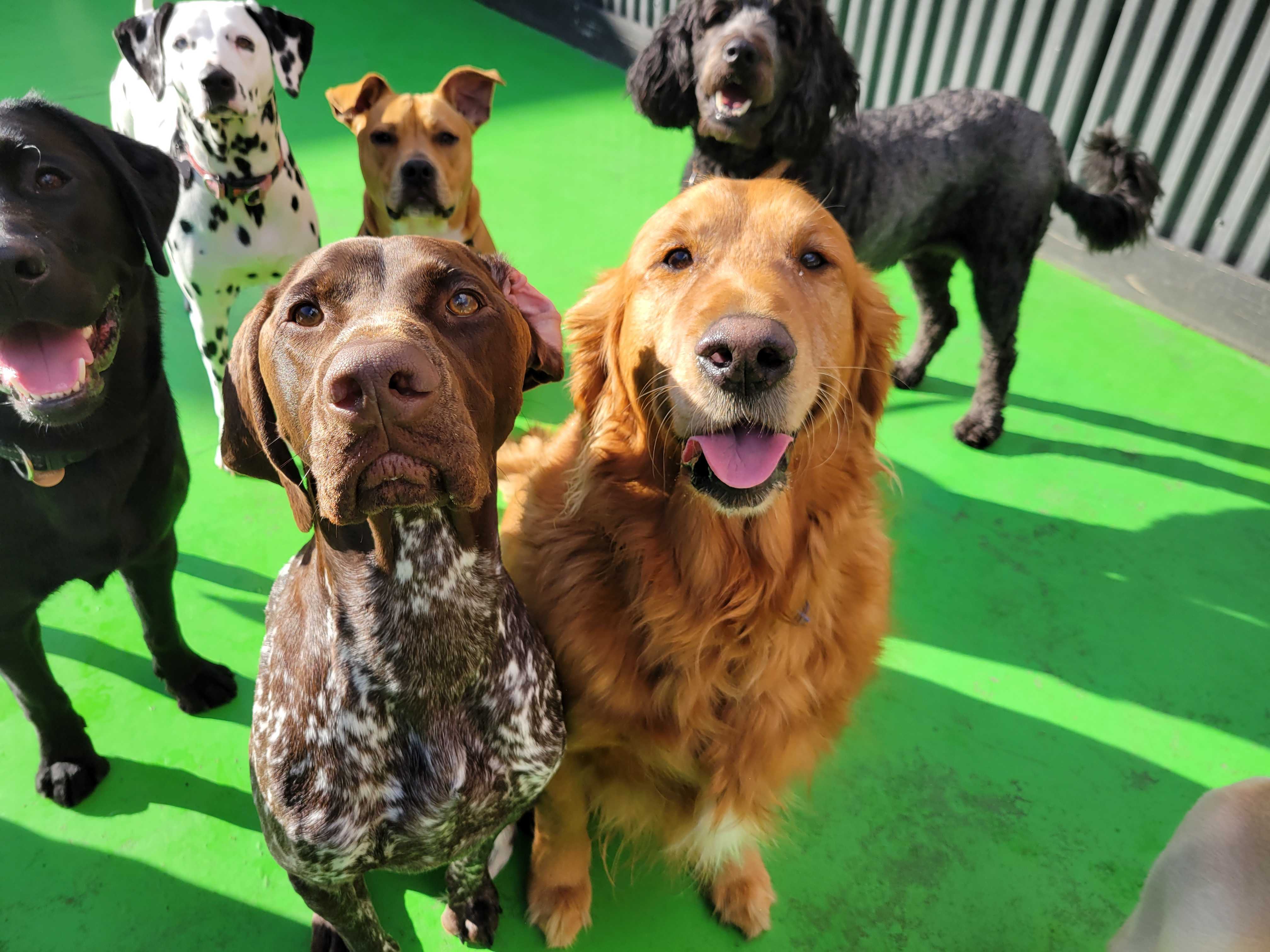Has your dog been itching to try daycare?