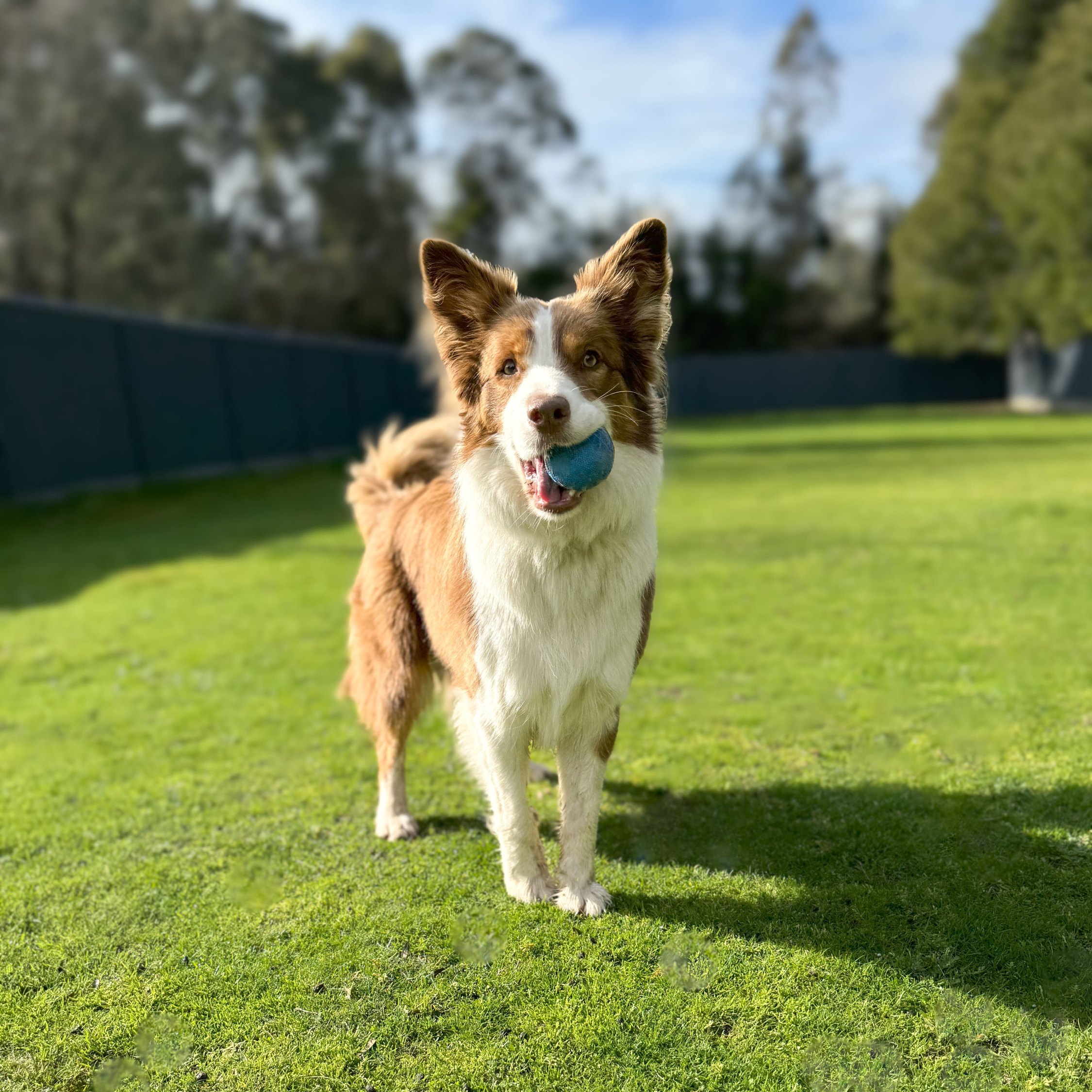 Has your dog been pawing to stay at a pet retreat?