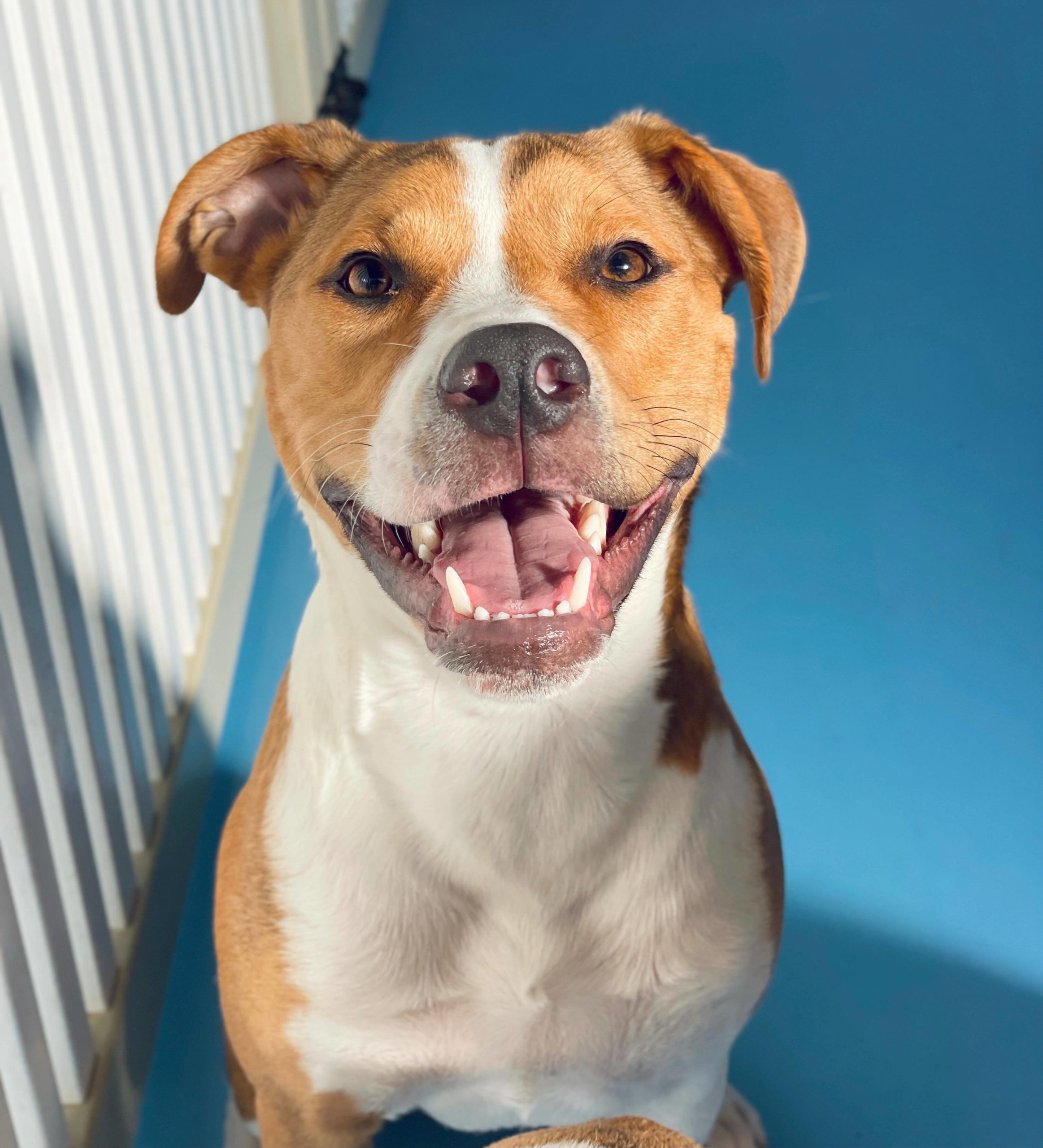 Reinventing Doggy Day Care in Adelaide