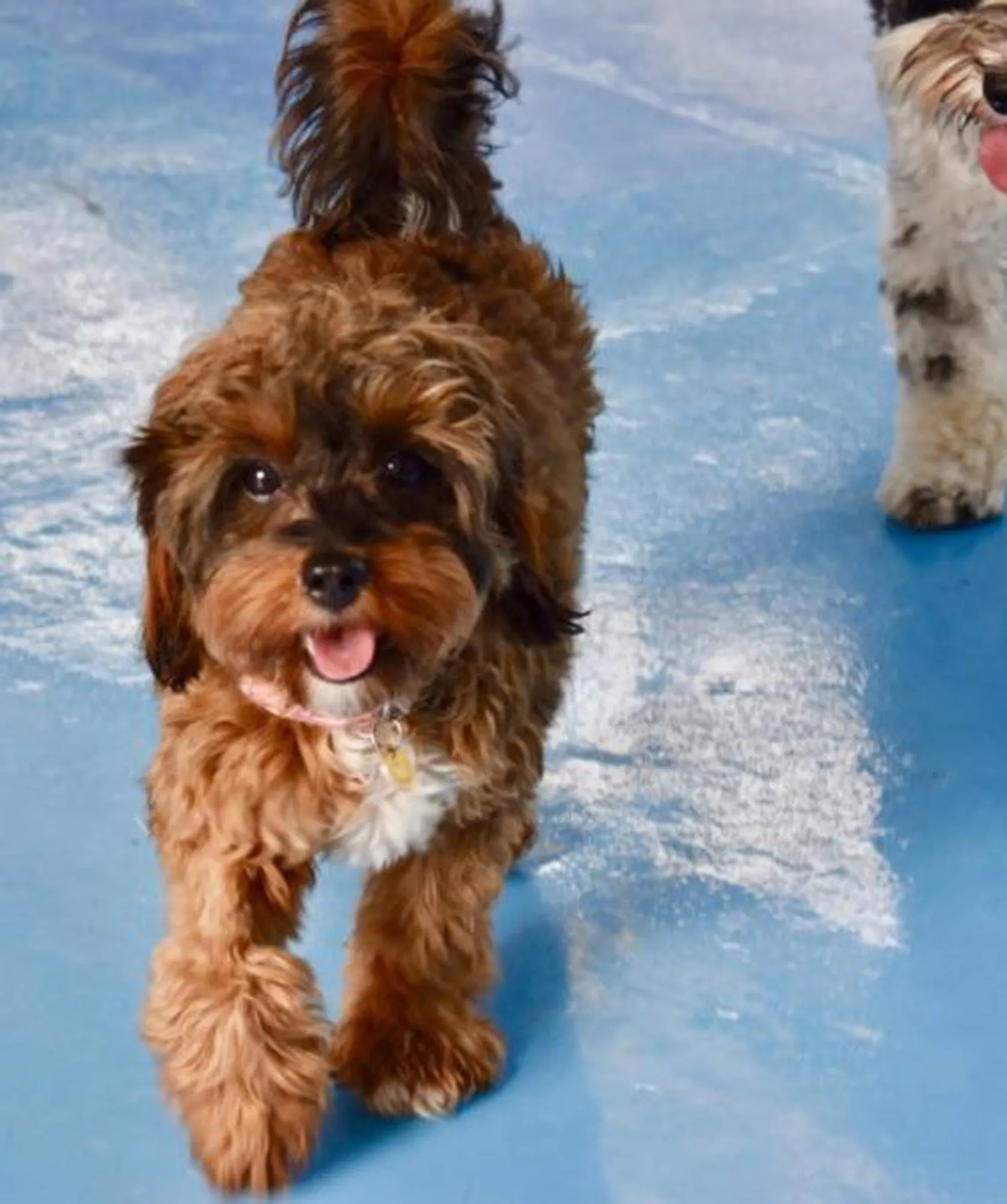 Dog Daycare